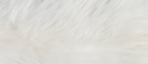Белый енот