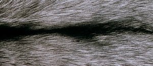 Серебристо-черная лиса